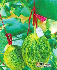 美食娱乐吃瓜,揭秘美食与吃瓜的跨界魅力